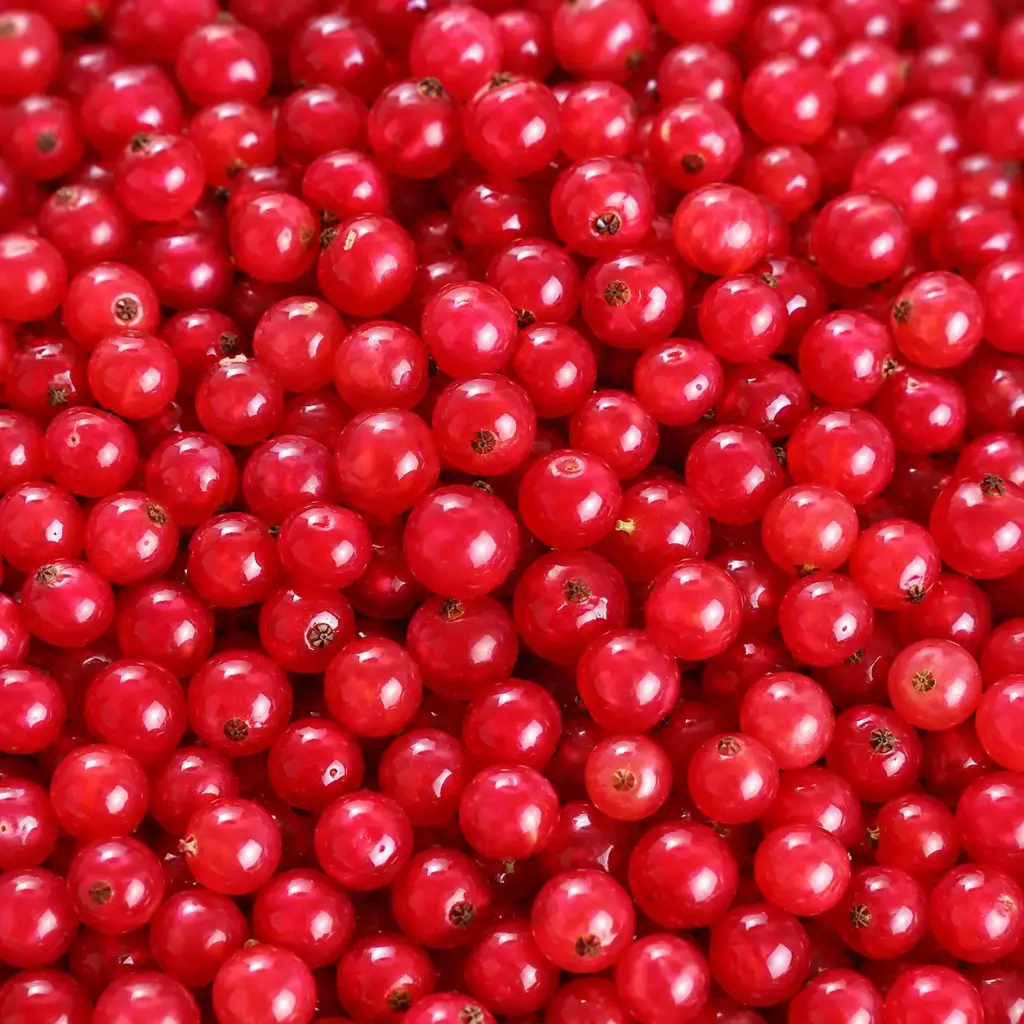 Mrazené Červené ríbezle 2,5 kg